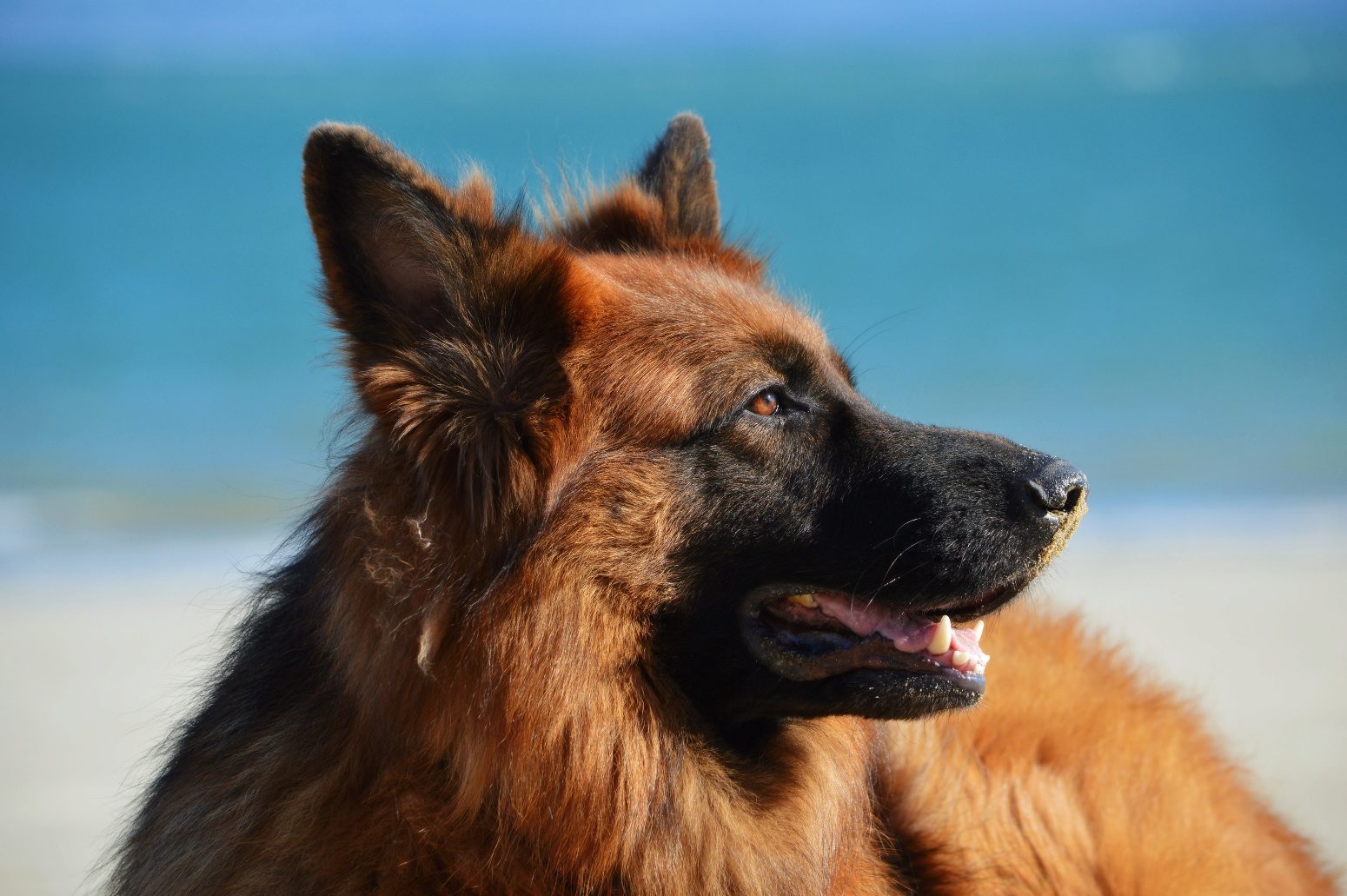 การจัดการกับขนร่วงของสุนัขพันธุ์ German Shepherd